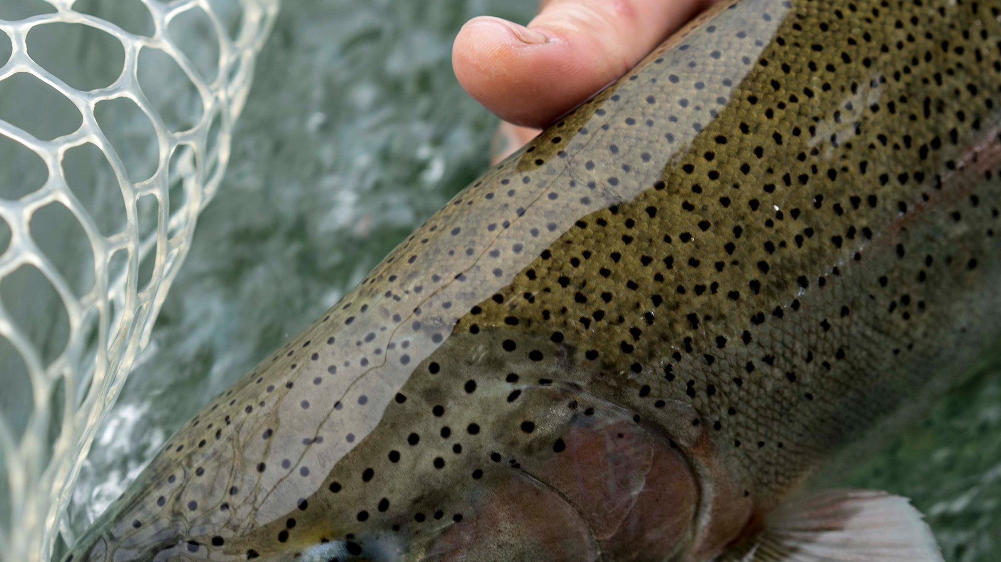Wading the Copper River